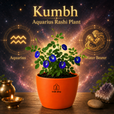 Blue Butterfly Plant