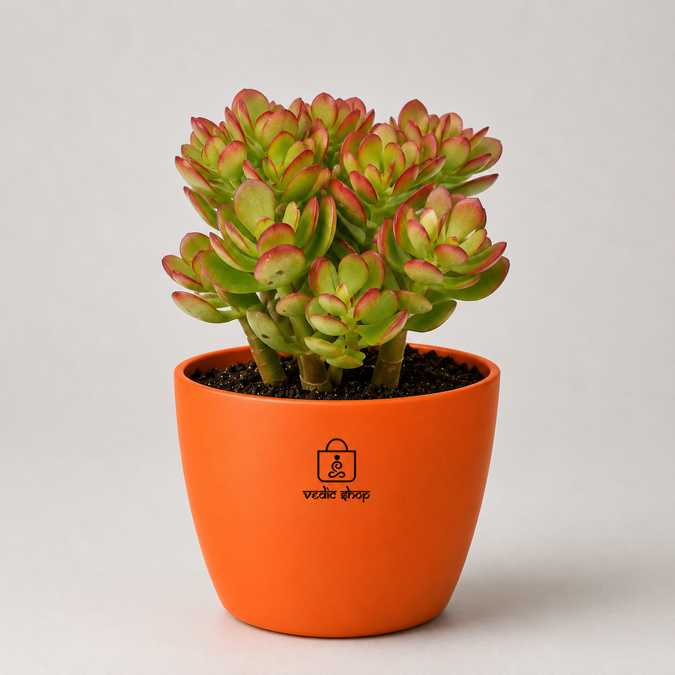 Original Kuberakshi (Crassula Ovata) Plant