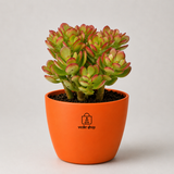 Original Kuberakshi (Crassula Ovata) Plant