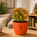 Original Kuberakshi (Crassula Ovata) Plant