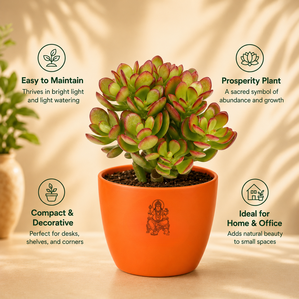 Original Kuberakshi (Crassula Ovata) Plant