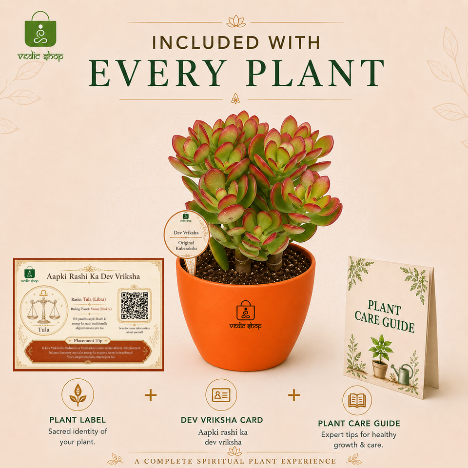 Original Kuberakshi (Crassula Ovata) Plant