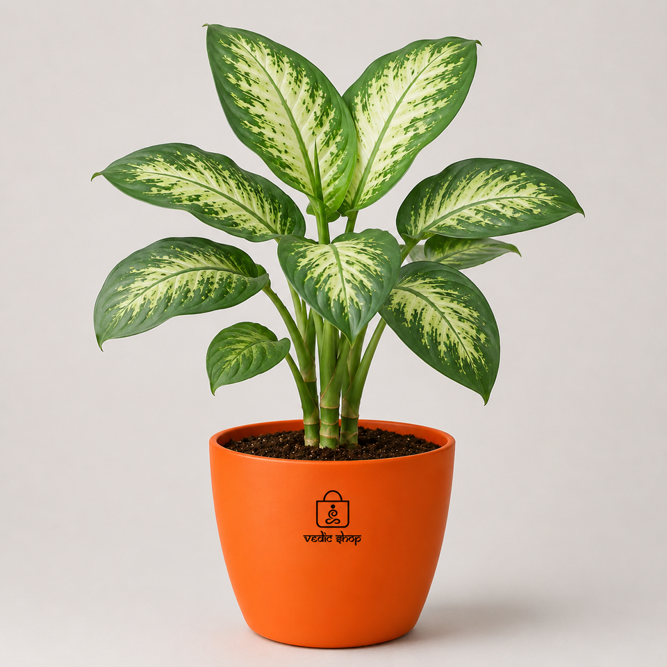 Dieffenbachia Tropic Snow Plant