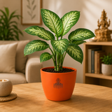 Dieffenbachia Tropic Snow Plant