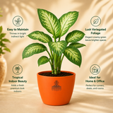 Dieffenbachia Tropic Snow Plant
