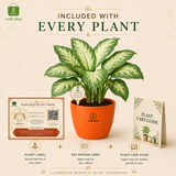 Dieffenbachia Tropic Snow Plant