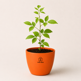 Bel Patra Plant