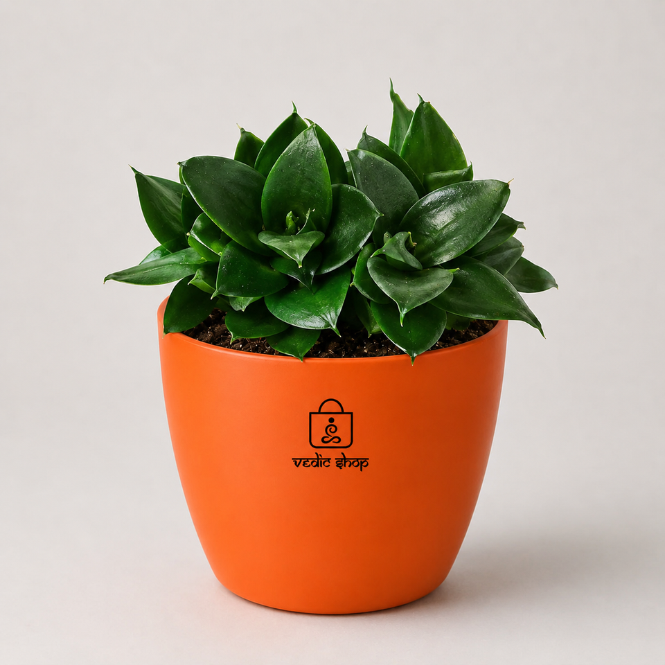 Sansevieria trifasciata 'Hahnii Jade' Plant