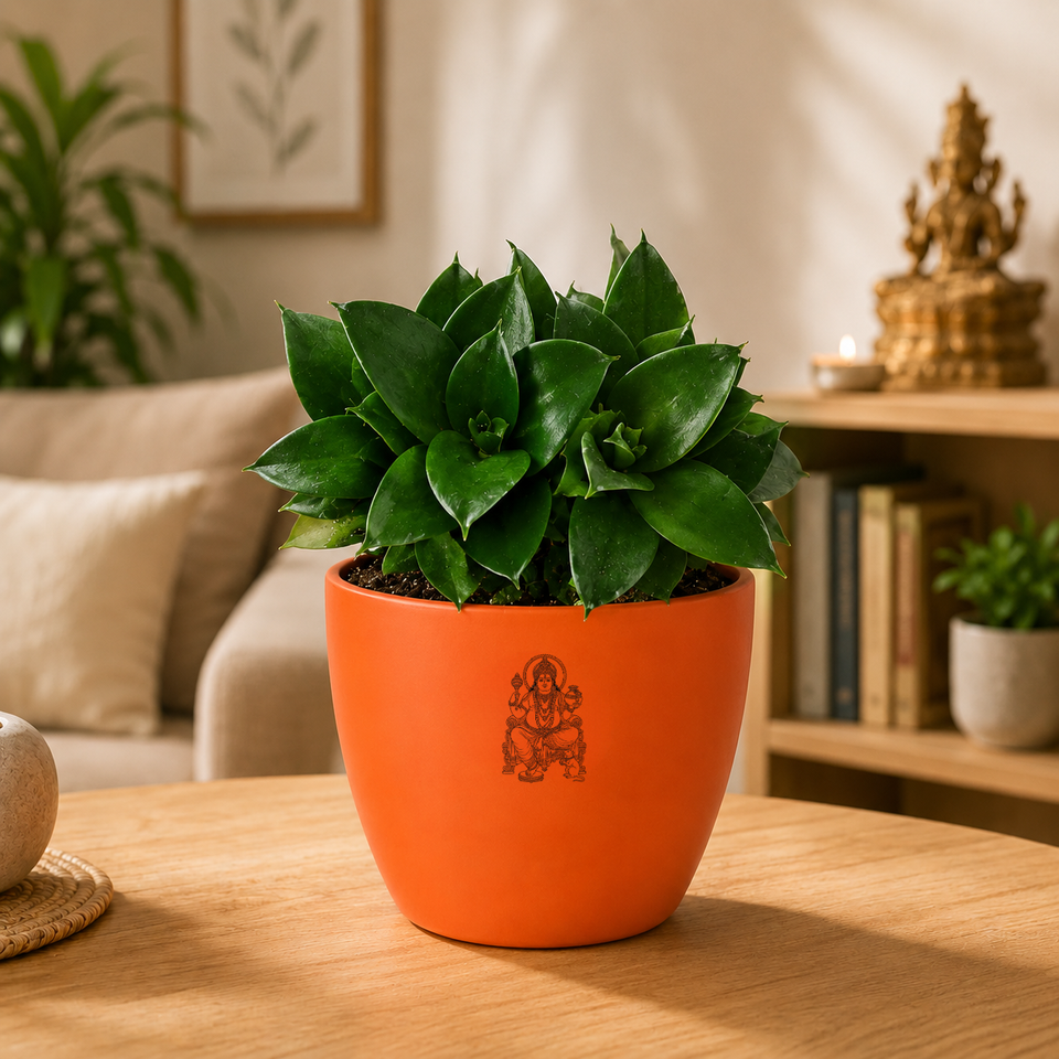 Sansevieria trifasciata 'Hahnii Jade' Plant
