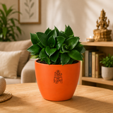 Sansevieria trifasciata 'Hahnii Jade' Plant