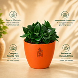 Sansevieria trifasciata 'Hahnii Jade' Plant