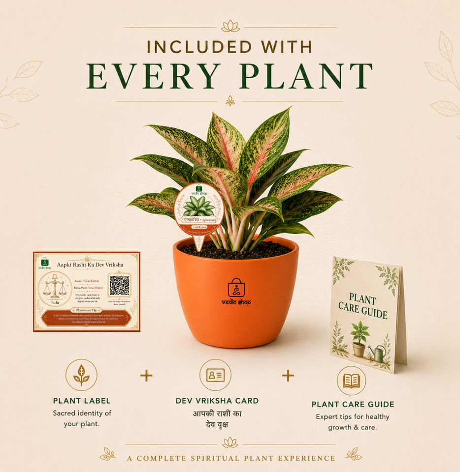 Aglaonema Plant (अग्लाओनेमा )