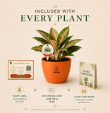 Aglaonema Plant (अग्लाओनेमा )