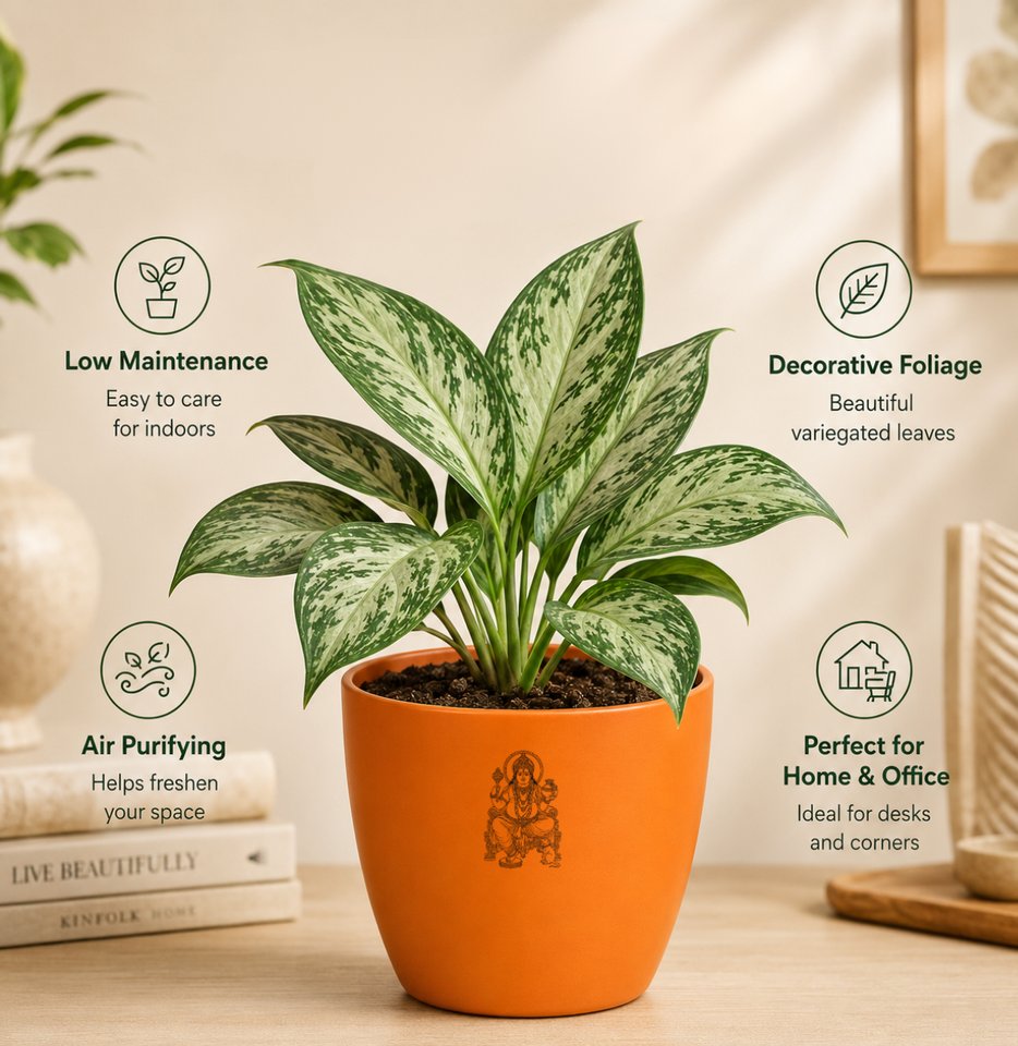 Aglaonema Plant (अग्लाओनेमा )