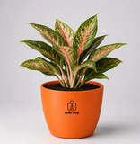 Aglaonema Plant (अग्लाओनेमा )