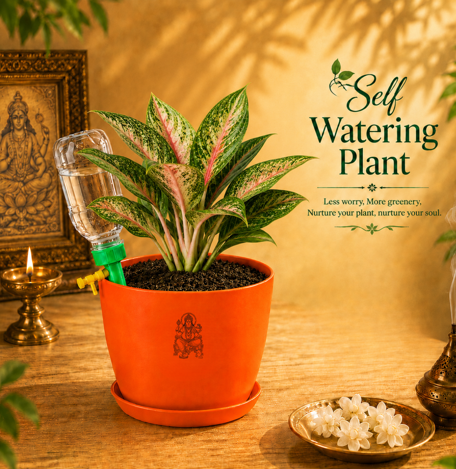 Aglaonema Plant (अग्लाओनेमा )