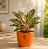 Aglaonema Plant (अग्लाओनेमा )