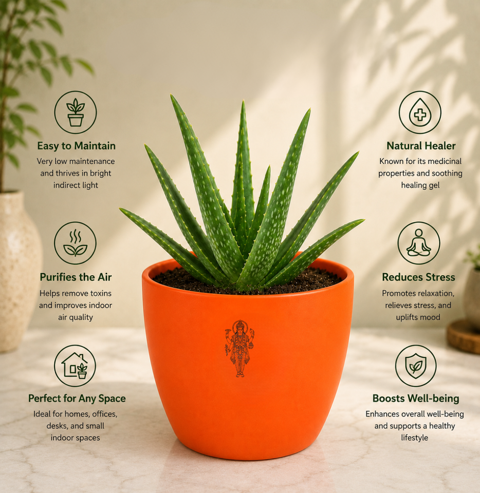 Aloe Vera — Ghrit Kumari