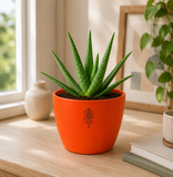Aloe Vera — Ghrit Kumari