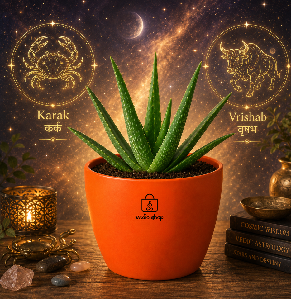 Aloe Vera — Ghrit Kumari
