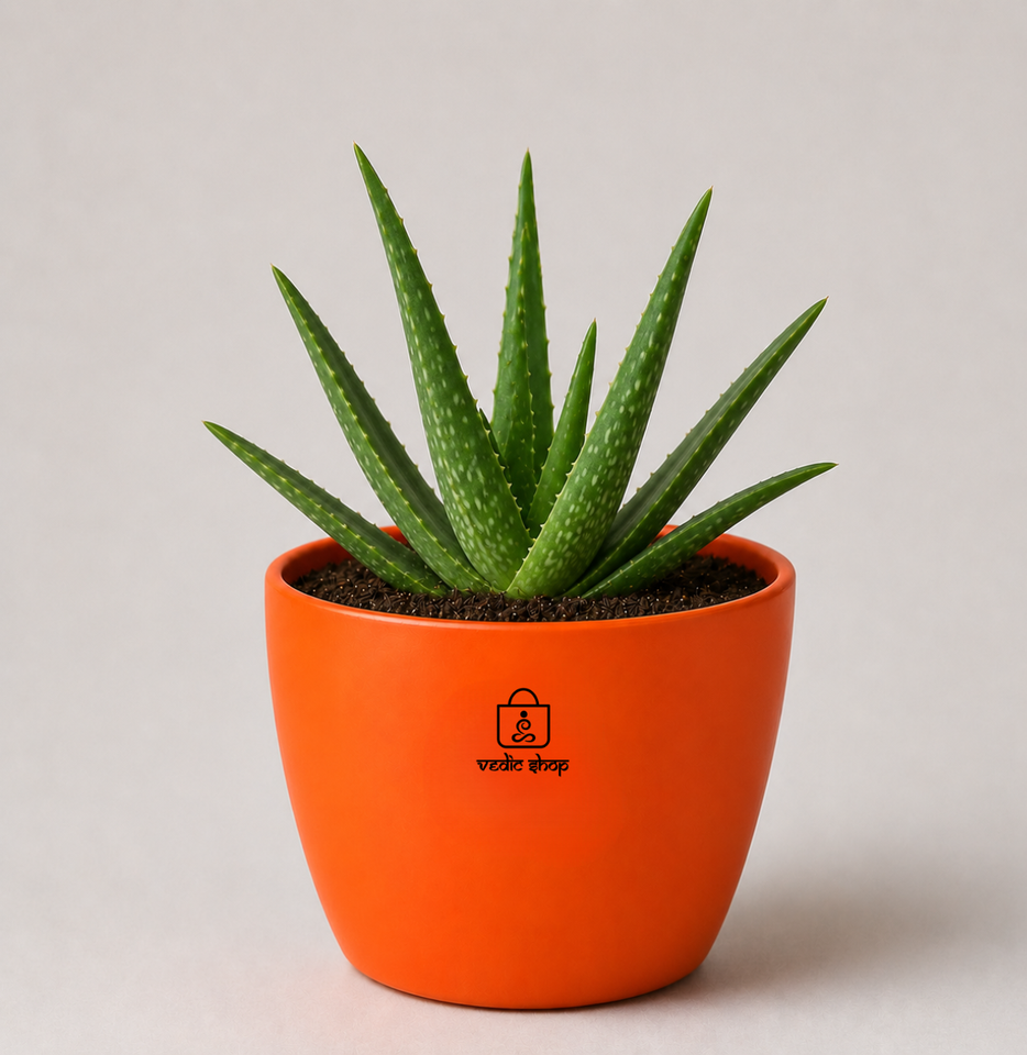 Aloe Vera — Ghrit Kumari