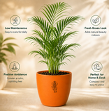 Areca Palm — Supari Ka Palm