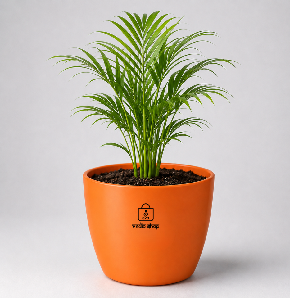 Areca Palm — Supari Ka Palm