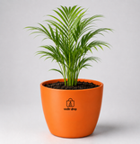 Areca Palm — Supari Ka Palm