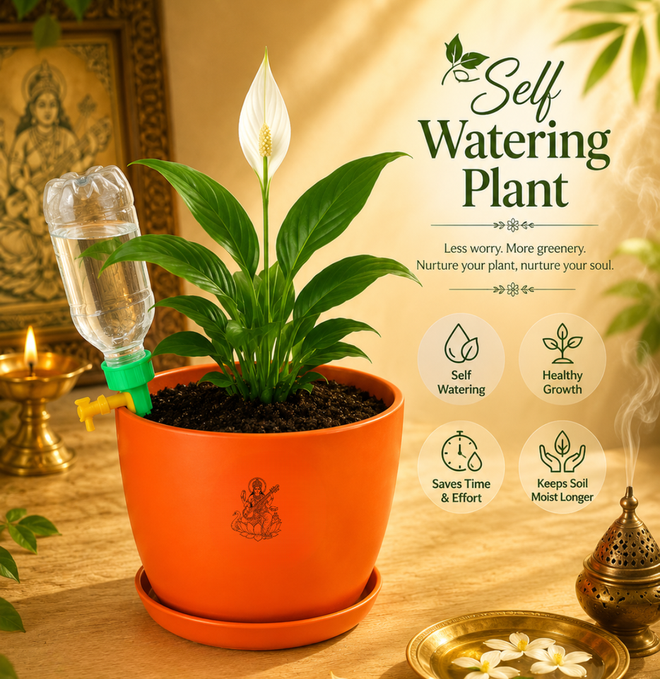 Peace Lily