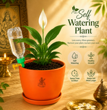 Peace Lily
