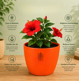 Hibiscus Plant (गुड़हल)