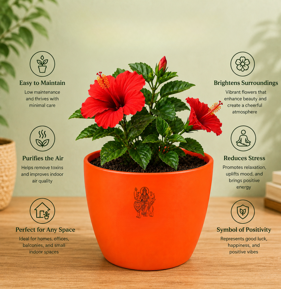 Aries Victory Combo – Hibiscus Plant & Zodiac Bracelet