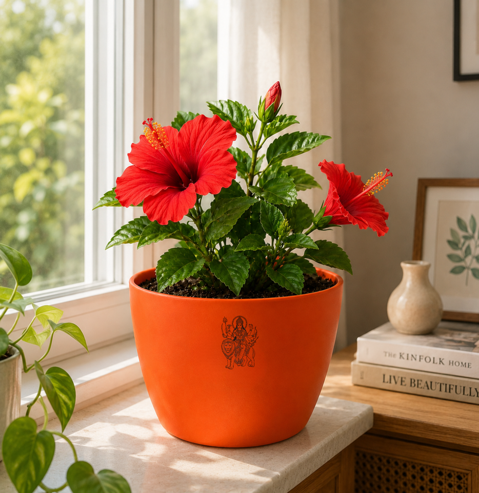 Hibiscus Plant (गुड़हल)