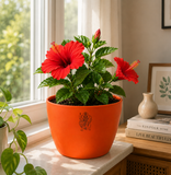 Hibiscus Plant (गुड़हल)