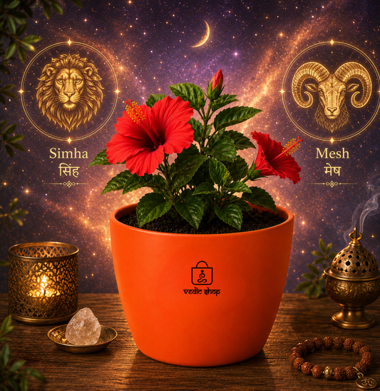 Hibiscus Plant (गुड़हल)
