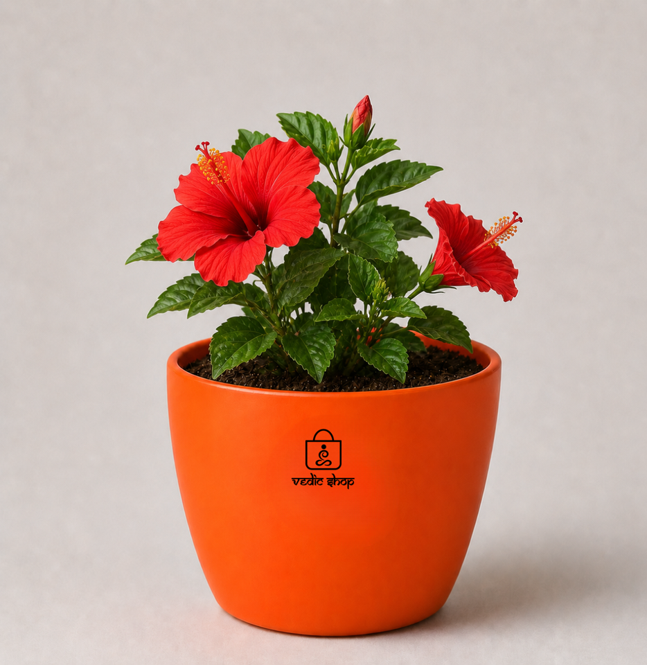 Hibiscus Plant (गुड़हल)