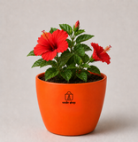 Hibiscus Plant (गुड़हल)
