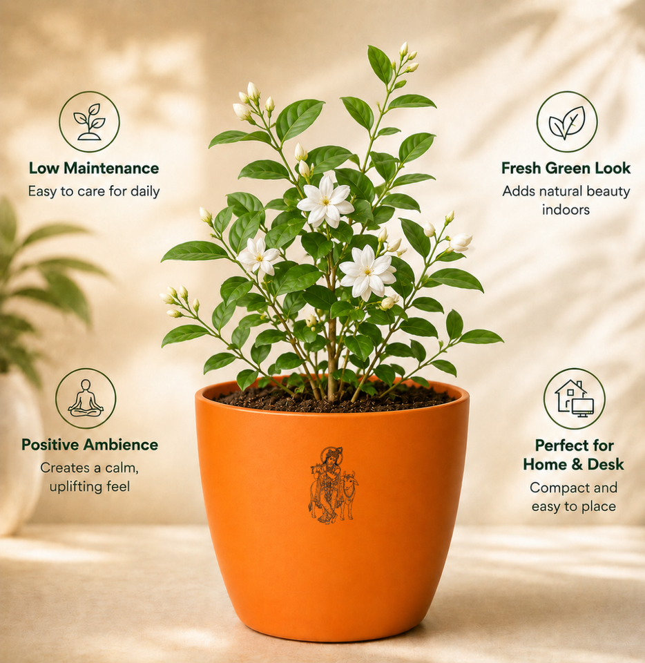 Jasmine Plant (चमेली)