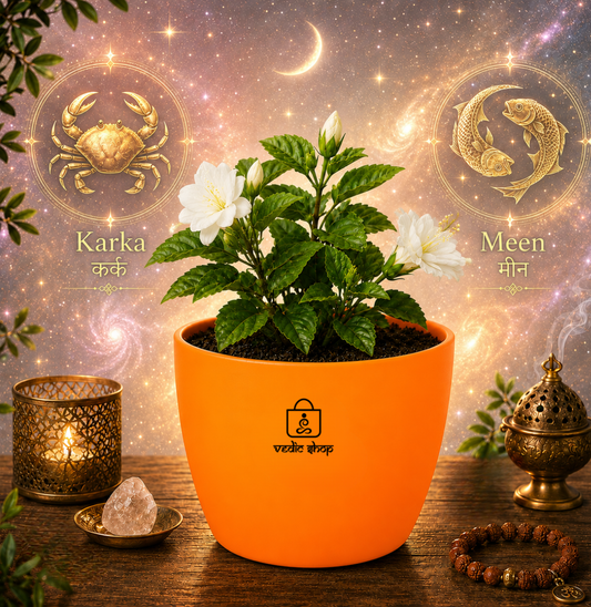 Jasmine Plant (चमेली)