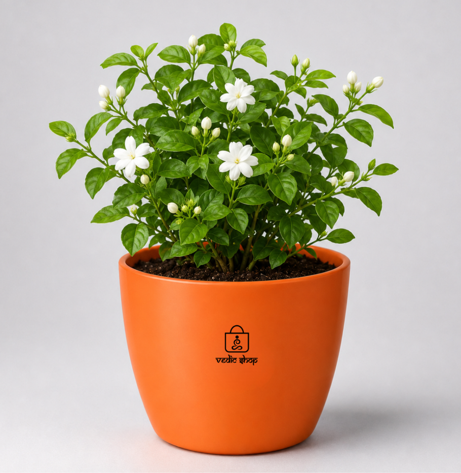 Jasmine Plant (चमेली)