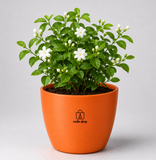 Jasmine Plant (चमेली)