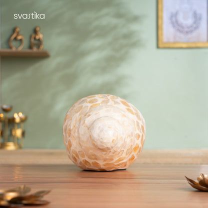 Luxury Artistic Conch Shell for Home Decor