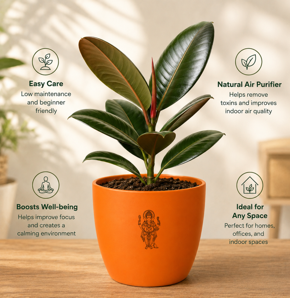 Taurus Evergreen Combo – Rubber Plant & Zodiac Bracelet