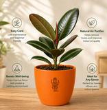 Rubber Plant ( रबर का पौधा )