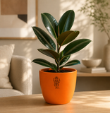 Taurus Evergreen Combo – Rubber Plant & Zodiac Bracelet