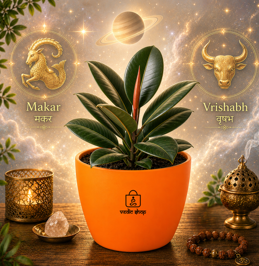 Rubber Plant ( रबर का पौधा )