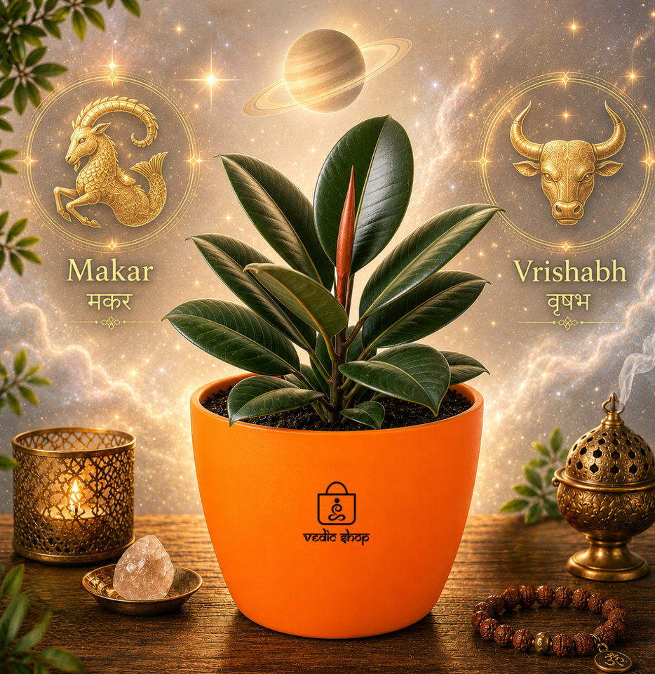 Rubber Plant ( रबर का पौधा )