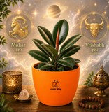 Rubber Plant ( रबर का पौधा )