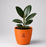 Rubber Plant ( रबर का पौधा )