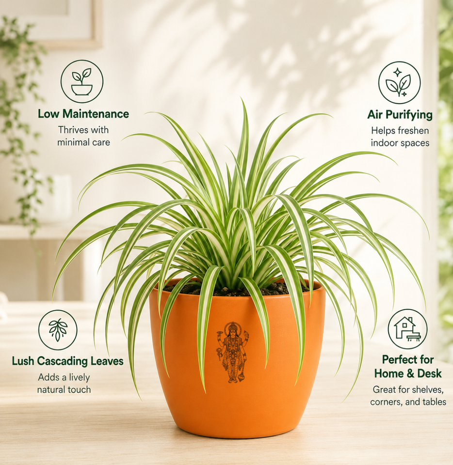 Spider Plant — Rahu's Cosmic Guardian
